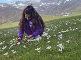 Muş Ovası çiğdemlerle renklendi
