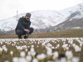Muş Ovası’nda çiğdemler yeniden yüzünü gösterdi
