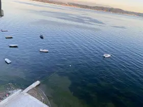 Müsilajın ardından Gemlik Körfezi’nde sevindiren görüntüler
