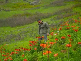Muş’ta ’Ağlayan Gelin’ için sıkı koruma: Koparana 700 bin TL ceza
