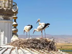 Muş’ta leylek yavruları büyük göç öncesi ilk uçuş antrenmanına başladı
