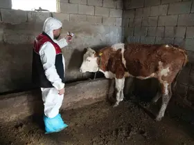 Muş’ta şap ve şarbon aşılama kampanyası başladı

