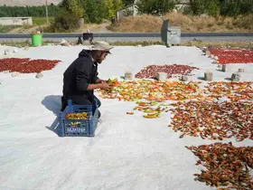 Muş’ta tarlasında yetiştirdiği sebzeleri yurt içi ve yurt dışına gönderiyor

