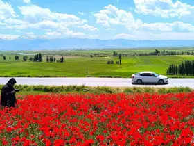 Muş’taki doğal gelincik tarlası vatandaşların ilgi odağı oldu
