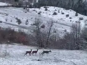 Nadir misafirler kar altında görüntülendi: Refahiye’de kızıl geyik heyecanı
