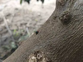 Narenciyede zararlılara karşı faydalı böcek seferberliği
