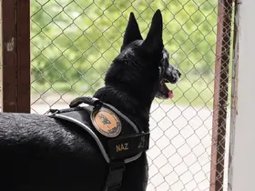 Narkotik operasyonlarının kahramanı narkotik köpeği emekli oldu
