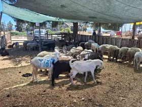 Nazilli ve Çine hayvan pazarları yeniden açılıyor
