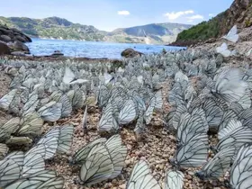 Nemrut Krater Gölü’nde şaşırtan doğa olayı: Alıç kelebeği yoğunluğu dikkat çekti
