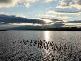 Niğde’deki Akkaya Barajı’nda flamingo şöleni başladı

