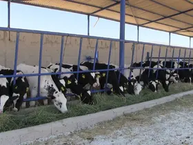 Niğde’nin Kiledere beldesi şap hastalığı nedeniyle karantinaya alındı
