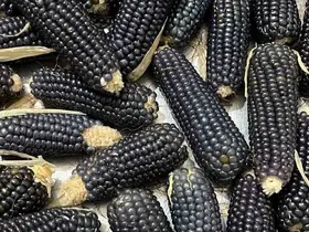 Oltu’nun mısırı da kehribarı gibi simsiyah
