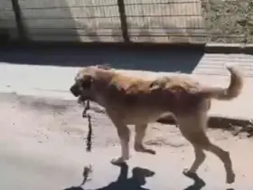 Ordu’da ağzına çengel takılan köpek kurtarıldı
