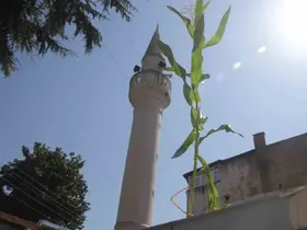 Ordu’da cami çatısında mısır yetişti
