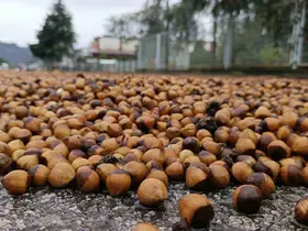 Ordu’da fındık üreticilerinin yağmur mesaisi
