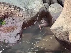 Ordu’da kayalıkların arasında avlanan su samuru görüntülendi
