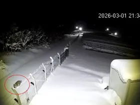 Ordu’da nesli tükenmekte olan vaşak görüntülendi
