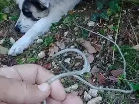 Ormanda tuzağa yakalanan köpeği arama kurtarma ekipleri kurtardı
