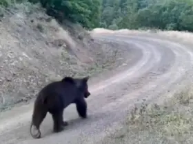 Ormanda yiyecek arayan ayı kamerada
