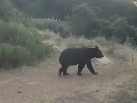 Ormanda yiyecek arayan ayı kamerada

