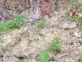 "Ormanın hayaleti" vaşak Sinop’ta ortaya çıktı
