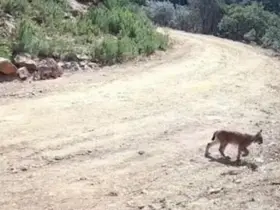 "Ormanın hayaleti" vaşak ve yavruları kamerada
