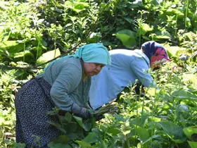 Ormanların gizli hazinesi: Kaldirik otu toplama mesaisi başladı
