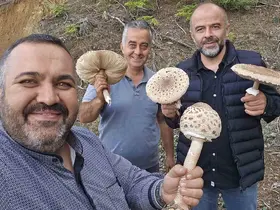 Ormanlık alanda ilginç mantar hasadı
