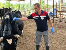 Ortaca’da Şap ve Brucella aşılama çalışması devam ediyor
