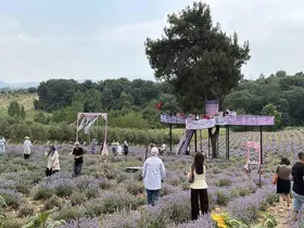 Osmaniye’de mis kokulu lavantalar arasında renkli festival
