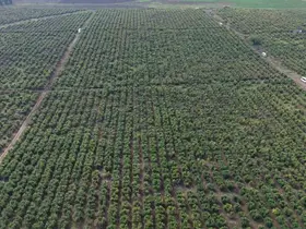 Osmaniye’de nar bahçesinde hasat başladı
