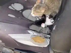Otomobilin içinde yavruladı
