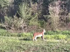 Ovacık’ta nadir tür vaşak fotokapana yansıdı

