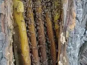 Palu’da ağaç kovuğundan petek petek bal çıktı
