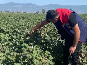 Pamukta zararlı yoğunluğuna rastlanmadı
