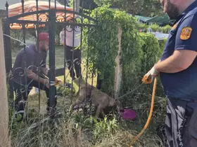 Parmaklıklara sıkışan köpek kurtarıldı

