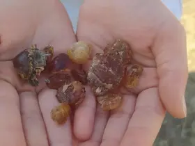 Patnos’ta çam sakızı şifa kaynağı oldu
