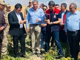 Patnos’ta fasulye hasadı başladı
