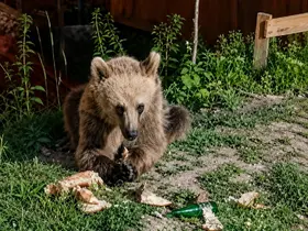 Piknikçilerin yiyecekleriyle beslenen bozayı ilgi odağı oldu
