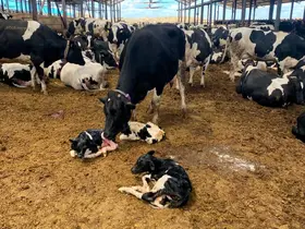 Pınarhisar’da üçüz buzağı sevinci
