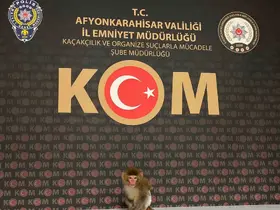 Polis yaptığı baskında nesli tükenmekte olan maymun yakaladı

