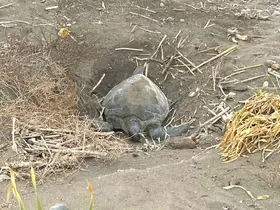 Popülasyonu artıyor: Caretta carettaların yuvalaması geç başladı, yoğun sürüyor

