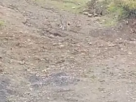 Pülümür’de vaşak görüntülendi
