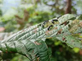 Rize’de kızılağaçlarda siyah kurt alarmı

