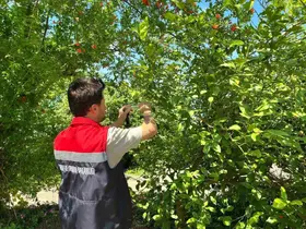 Rize’de kokarca zararlısına karşı doğaya "Samuray Arısı" salındı
