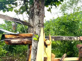 Rizelinin atadan kalma ayı savarı: ’Carimangana’
