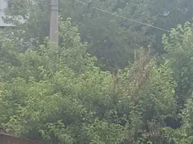 Safranbolu’da karganın "Allah" diye ses çıkardığı anlar kameraya yansıdı
