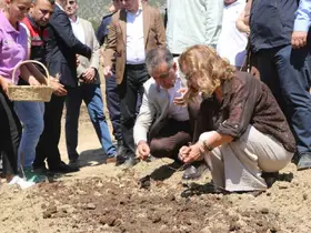 Safranova’da 7 dekarlık alana 500 kilo safran soğanı dikildi
