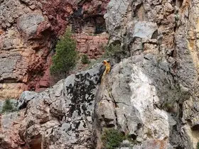 Sakallı akbaba Gümüşhane’de görüntülendi
