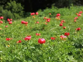 Şakayıklar Spil Dağı Milli Parkı’nı kırmızıya bürüdü
